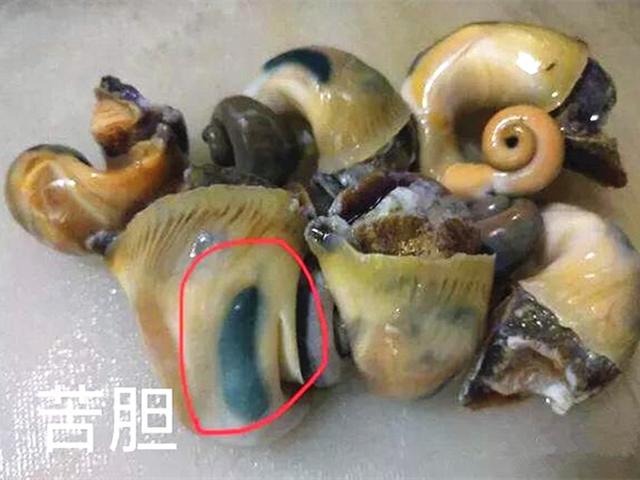 头条问答 - 海螺能不能吃?(66个回答)