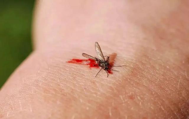 拍死一只蚊子,血是蓝色的.什么情况啊?