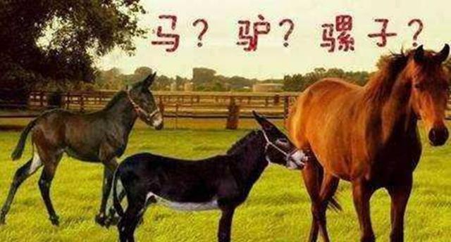 生下鲸豚兽:同样是打破生殖隔离，为什么骡子怀孕必死，而狮虎兽却能生育？