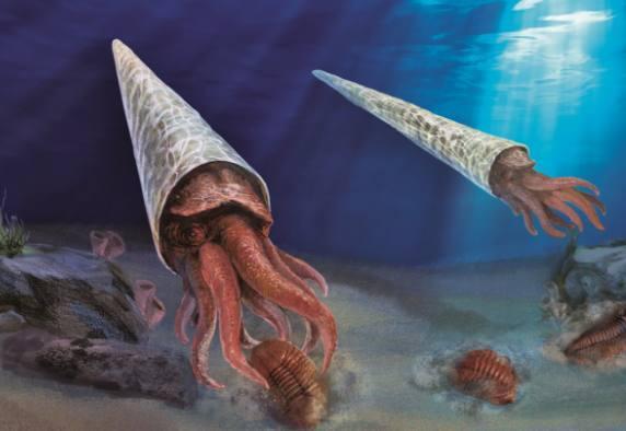 让我们将视线转回5亿年前,时间刚刚进入奥陶纪.