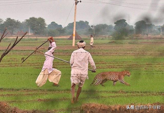 猛兽大对决湾鳄vs白鲨:猛兽大对决河马对牛鲨 印度女子被老虎袭击，用镰刀反击逃生，印度老虎为何频繁袭人？