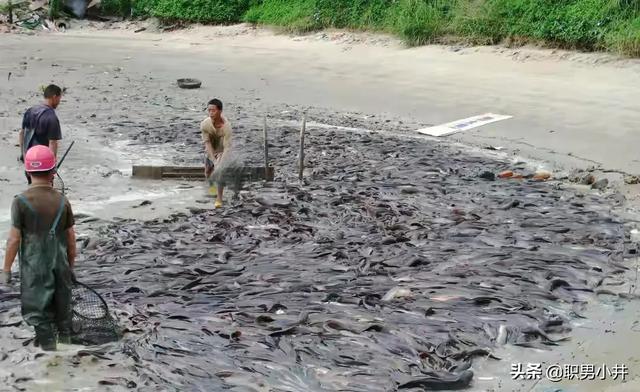 长江漂浮的垃圾都去哪了，清道夫是何方神圣？为何在广东泛滥，却在印度栽了跟头？