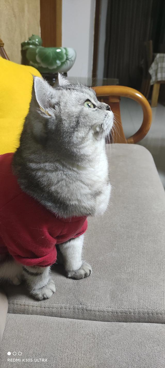 为什么猫更喜欢跟女主人玩耍？插图21