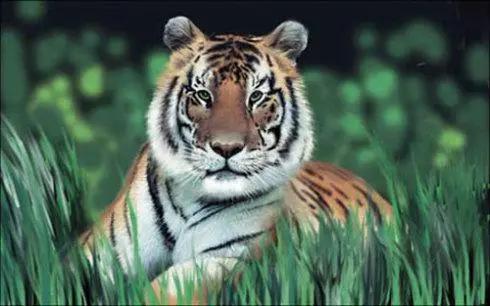 四川曾到处是老虎，大熊猫为何没有被吃绝？插图17