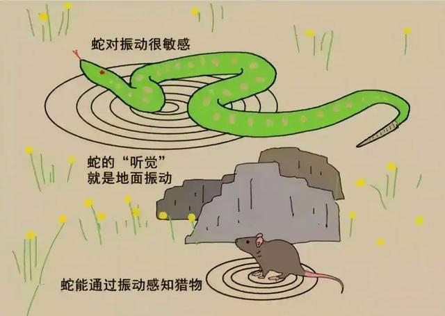 黑曼巴蛇的天敌:蛇最怕什么？在野外碰到蛇该怎么做呢？
