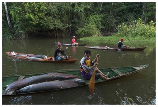 巨骨舌鱼是保护动物吗，亚马孙河流域中，水獭实力能排在第几位