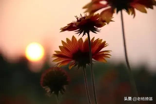 大年三十为什么要吃鱼,有什么讲究吗？