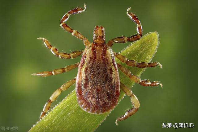 蜱虫叮咬最严重可丧命，被蜱虫咬了会感染什么病毒