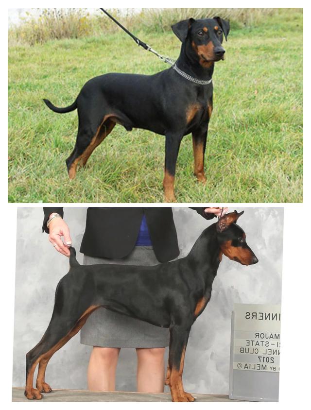 亳州迷你贝吉格里芬凡丁犬:迷你宾沙犬和德国宾沙犬区别在哪里？