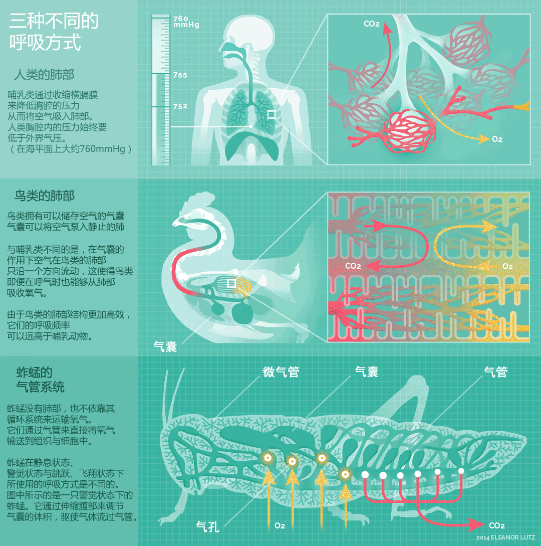 鳄鱼是什么动物:鳄鱼是什么动物是哺乳动物吗 为什么会发生养殖内，鳄鱼被淹死的情况！它不是水生物吗？
