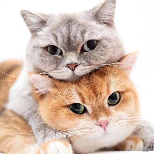 为什么猫更喜欢跟女主人玩耍？插图28