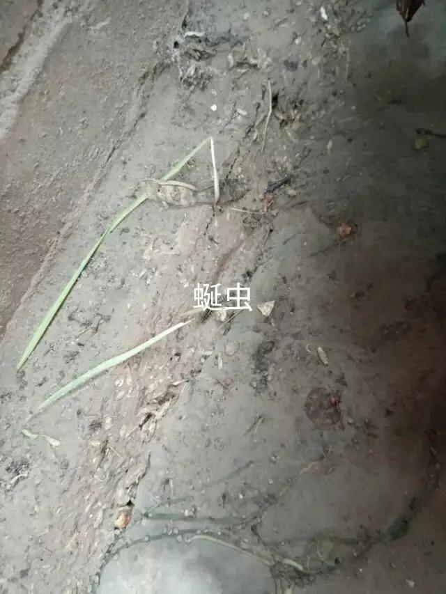 房间有山蛩虫用什么药:山蛩虫对农业有什么危害？
