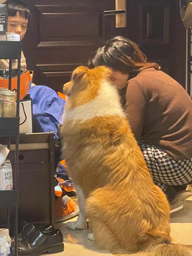 养一条世界公认智商最高的边境牧羊犬是一种怎样的体验？插图17