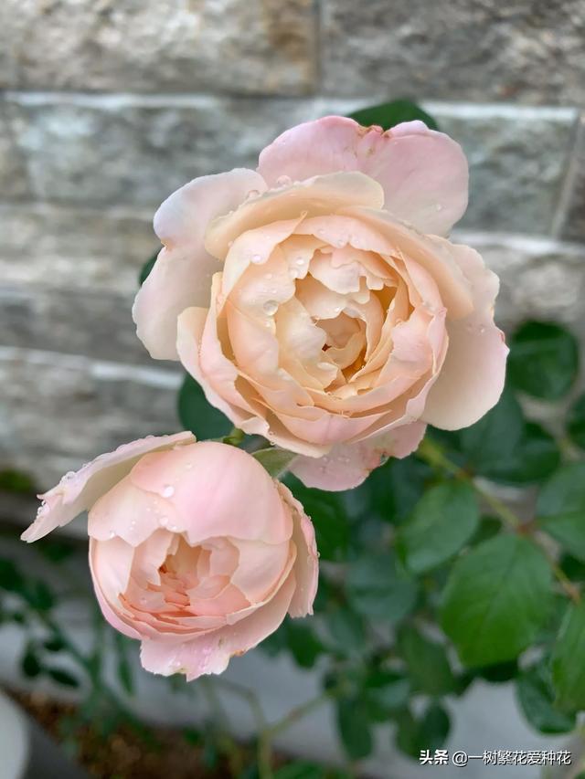 最香的几款月季品种是什么？插图112