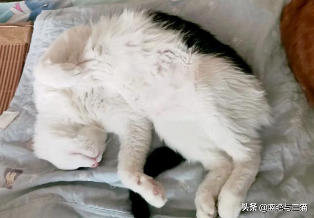 愤怒的猫咪下载:有哪位网友能分享一下交易猫的经历吗？