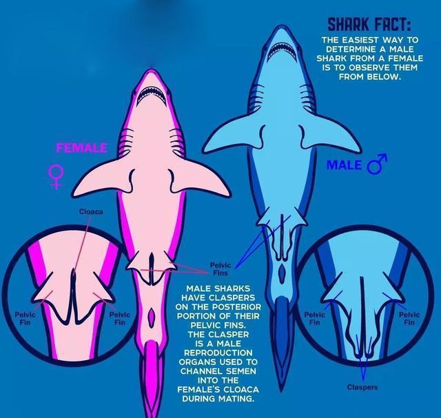 虎鲨鱼有多强悍，大白鲨有哪些特别厉害之处
