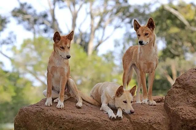 澳洲野犬:听说放养的猪叫野猪，圈养的狼是狗，对吗？