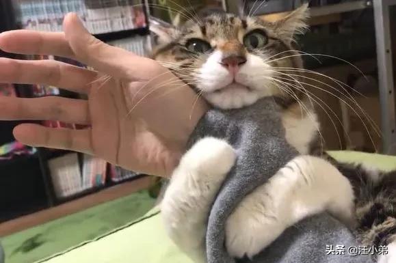 为什么猫更喜欢跟女主人玩耍？插图10