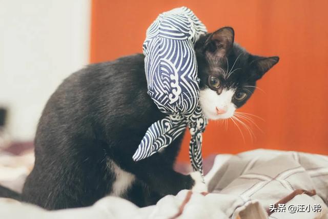 猫咪不乖by:现在的家养猫一辈子不出门对他们来说真的好吗？