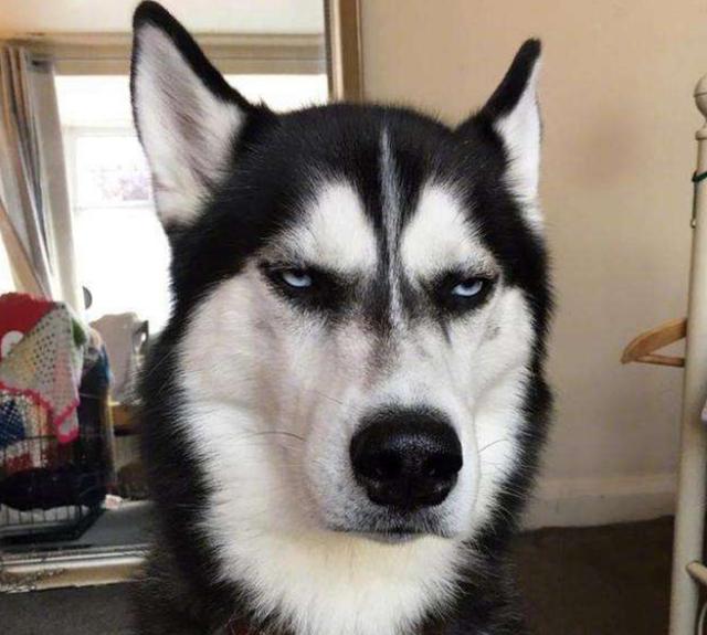 狗狗对屠夫会害怕，在野外屠夫遇到狼是否一样，狼也会怕？插图15