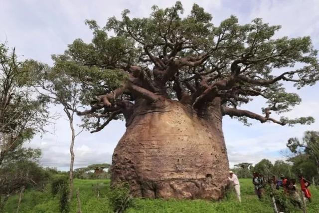 非洲大草原上的猴面包树为什么被称为生命之树?