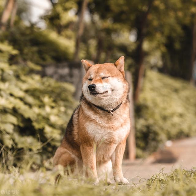 对狗耳朵说话的表情包:人在讲话的时候，狗的脑袋扭来扭去是以内听懂了还是出于好奇？