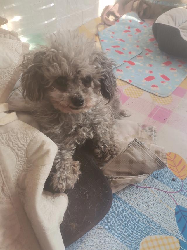 “狗通人性”有哪些真实事件？