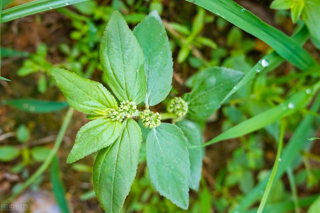 大飞扬草_山药的功效与作用