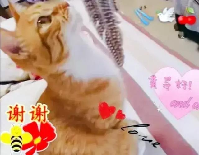 家猫:都说猫养不熟，是真的吗？