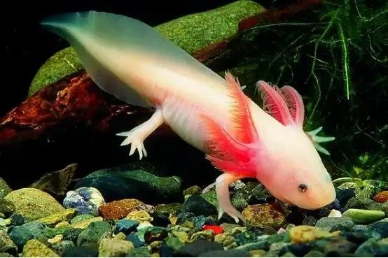 洞螈是不是龙为什么像龙 洞螈是怎样一种生物-十万个为什么_家庭百科