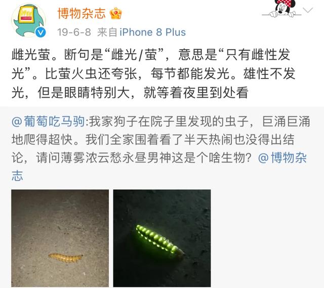 诺里奇梗百科图片:“博物君”无穷小亮为什么那么钟爱解说水猴子？ 诺里奇梗