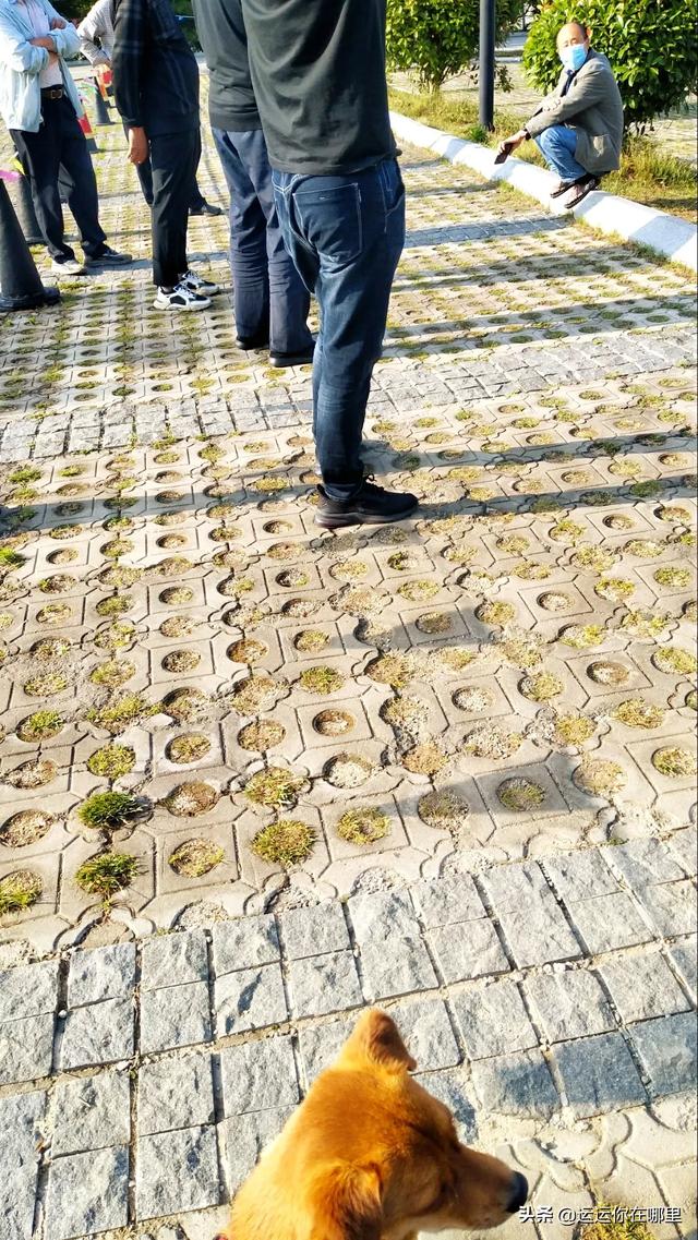 狗狗在都市:为什么城市里的流浪狗都是小狗？