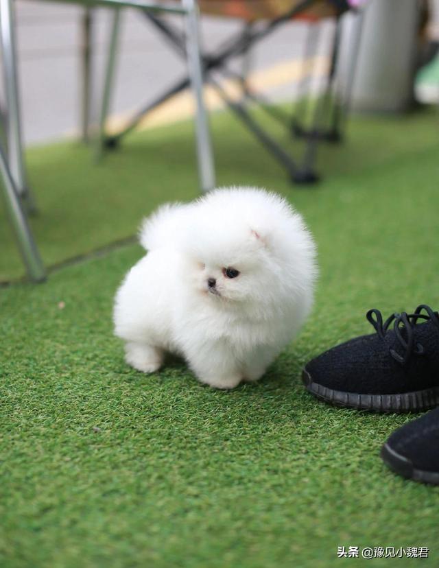 守望犬是什么意思:为什么说：购买茶杯犬就是作恶？可爱的茶杯犬为什么不能养？