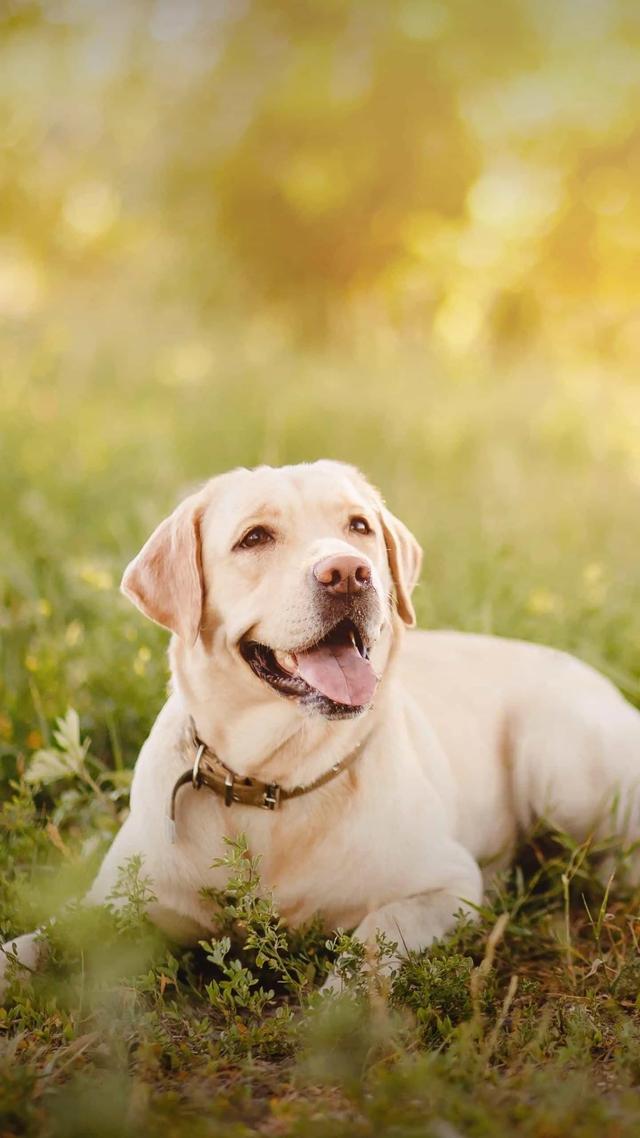 狂犬病致死率近100%，城乡养狗普遍，流浪狗泛滥，该怎么办？插图30