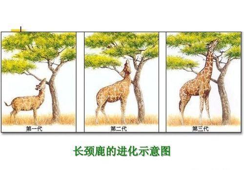 霍加狓:动物界竟然真实存在指鹿为马，神秘的霍加狓究竟是马还是鹿？