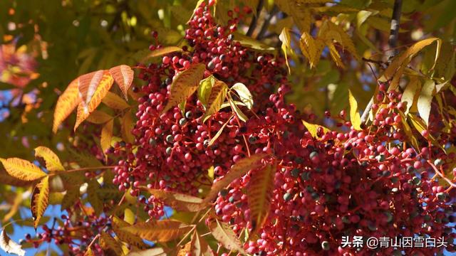 黄连木价格:现在种植黄连木有发展前景吗？