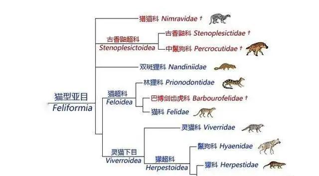 斗狗视频大型狗:大型的纯种藏獒与鬣狗搏斗，无人类干预下，藏獒能打赢吗？