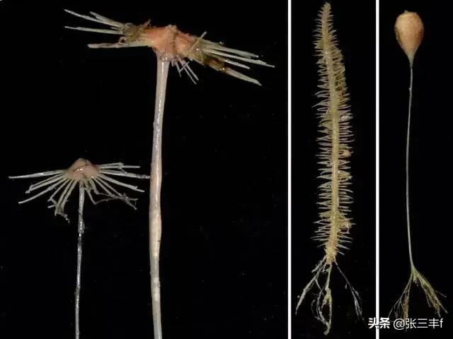 皱鳃鲨海里游泳:大海里到底存在着多少不为人知的恐怖生物？
