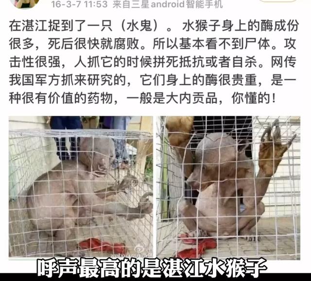 诺里奇梗百科图片:“博物君”无穷小亮为什么那么钟爱解说水猴子？ 诺里奇梗