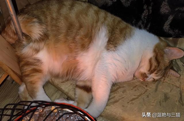 愤怒的猫咪下载:有哪位网友能分享一下交易猫的经历吗？