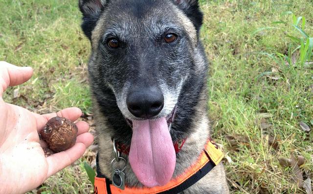 澳门格雷伊猎犬:养狗可以，但是不能影响别人生活，你认同吗？