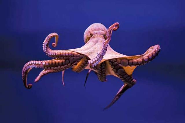 章鱼是世界上最聪明的生物,要是章鱼能在陆地生活,能否取代人类?