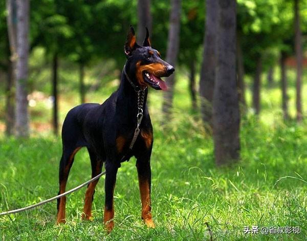 小鹿犬图片:小鹿犬缺钙喂鸡蛋可以吗？