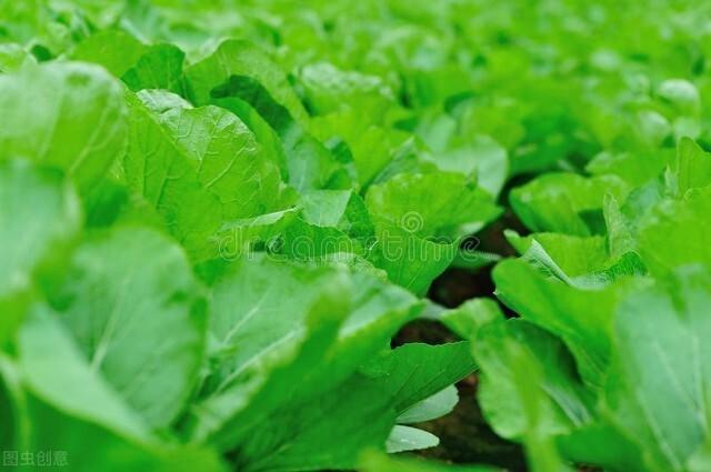 木姜花:叶用芥菜如何进行高产田间管理？