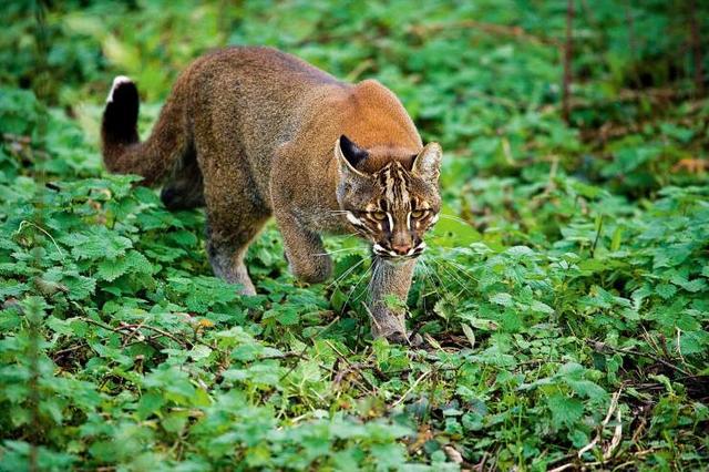 水煮活猫残忍图片:猫为什么喜欢把老鼠玩到半死不活才吃，直接吃掉不是省体力么？ 水煮鸡胸肉给猫