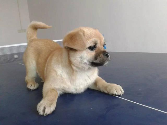 在农村，如何挑选一只好的土狗养？插图55