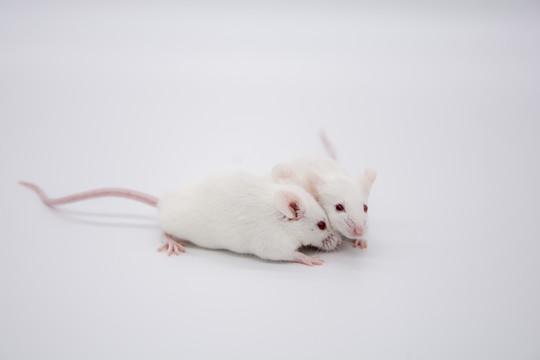 巴西狨猴:为什么一定要选小白鼠作为实验动物？