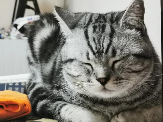 猫咪一般会在什么时候长出猫腮？如何照顾这个时候的猫比较好？