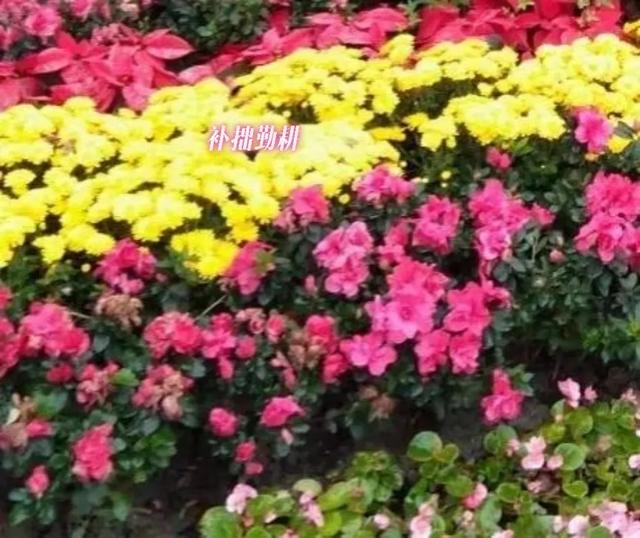 杜鹃花夏天怎么养:杜鹃花怎么养，花蕾期施什么肥？
