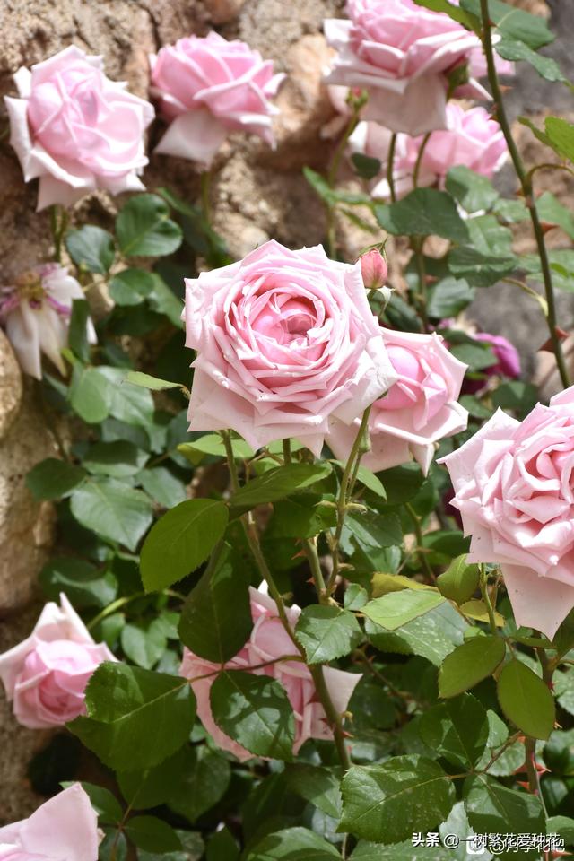 最香的几款月季品种是什么？插图117